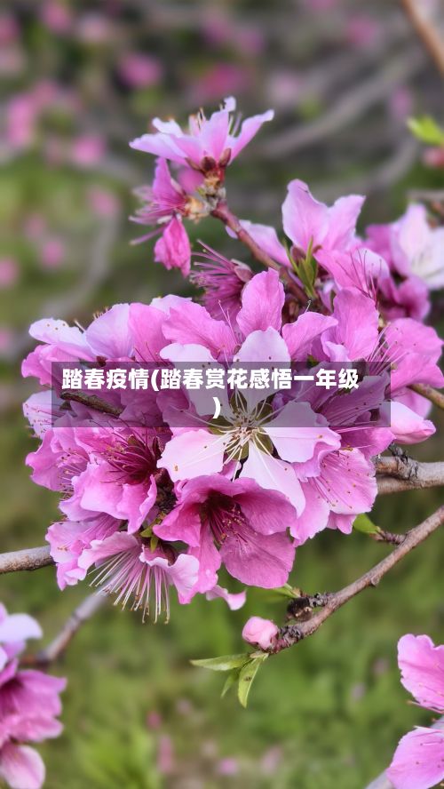踏春疫情(踏春赏花感悟一年级)