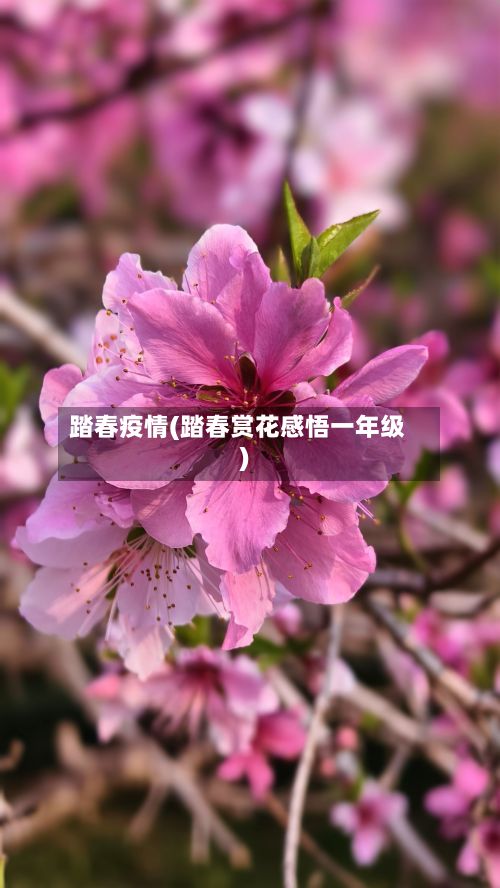 踏春疫情(踏春赏花感悟一年级)-第2张图片