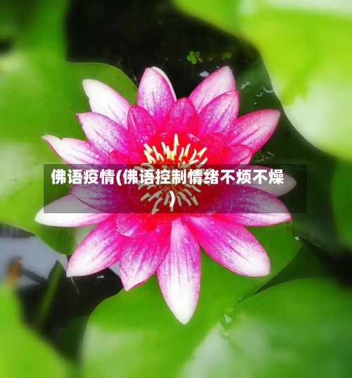 佛语疫情(佛语控制情绪不烦不燥)
