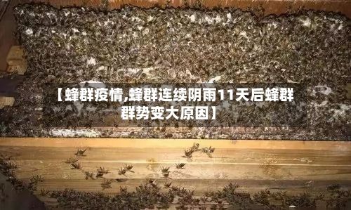 【蜂群疫情,蜂群连续阴雨11天后蜂群群势变大原因】-第2张图片