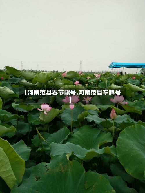 【河南范县春节限号,河南范县车牌号】