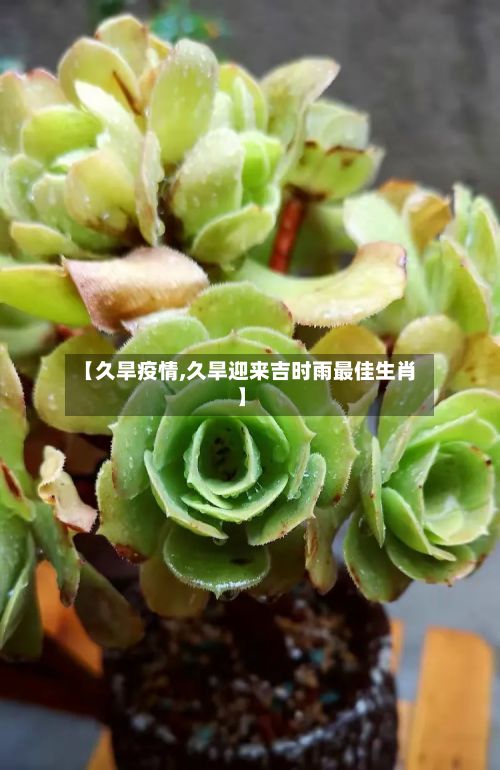 【久旱疫情,久旱迎来吉时雨最佳生肖】-第2张图片