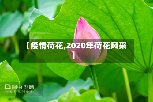 【疫情荷花,2020年荷花风采】