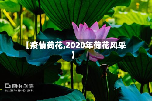【疫情荷花,2020年荷花风采】-第3张图片