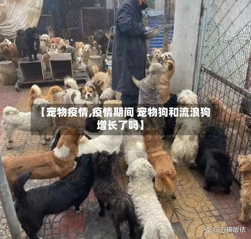 【宠物疫情,疫情期间 宠物狗和流浪狗增长了吗】