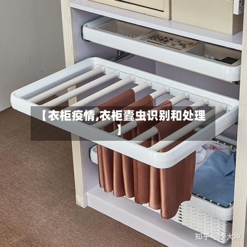 【衣柜疫情,衣柜蠹虫识别和处理】-第2张图片