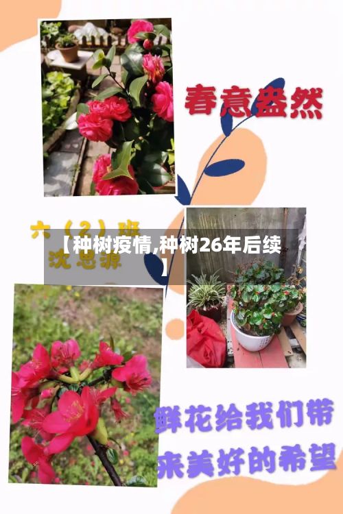 【种树疫情,种树26年后续】